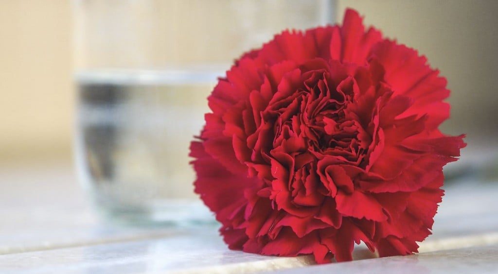 Valentine's Day Carnation
