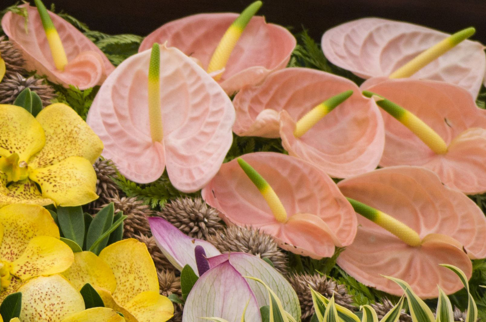exotic flowers images rare tropical flower care tips how to for or exotic flowers exotic flowers images rare tropical flower care tips how to for or exotic flowers