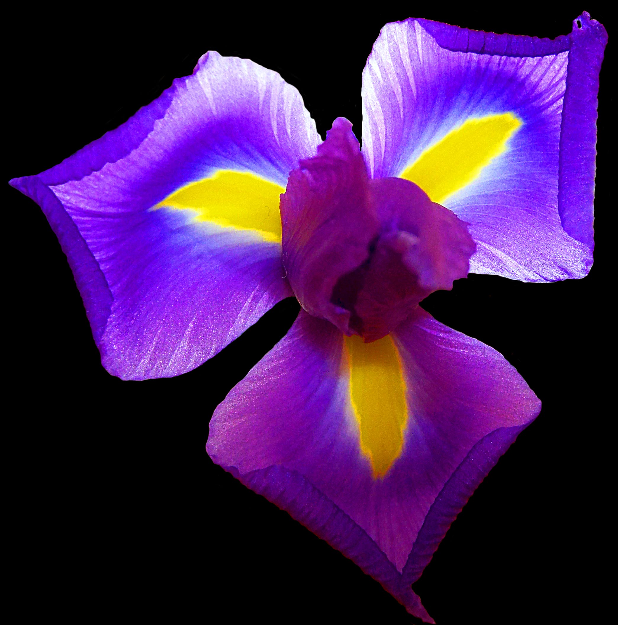 iris flower care archives flower press