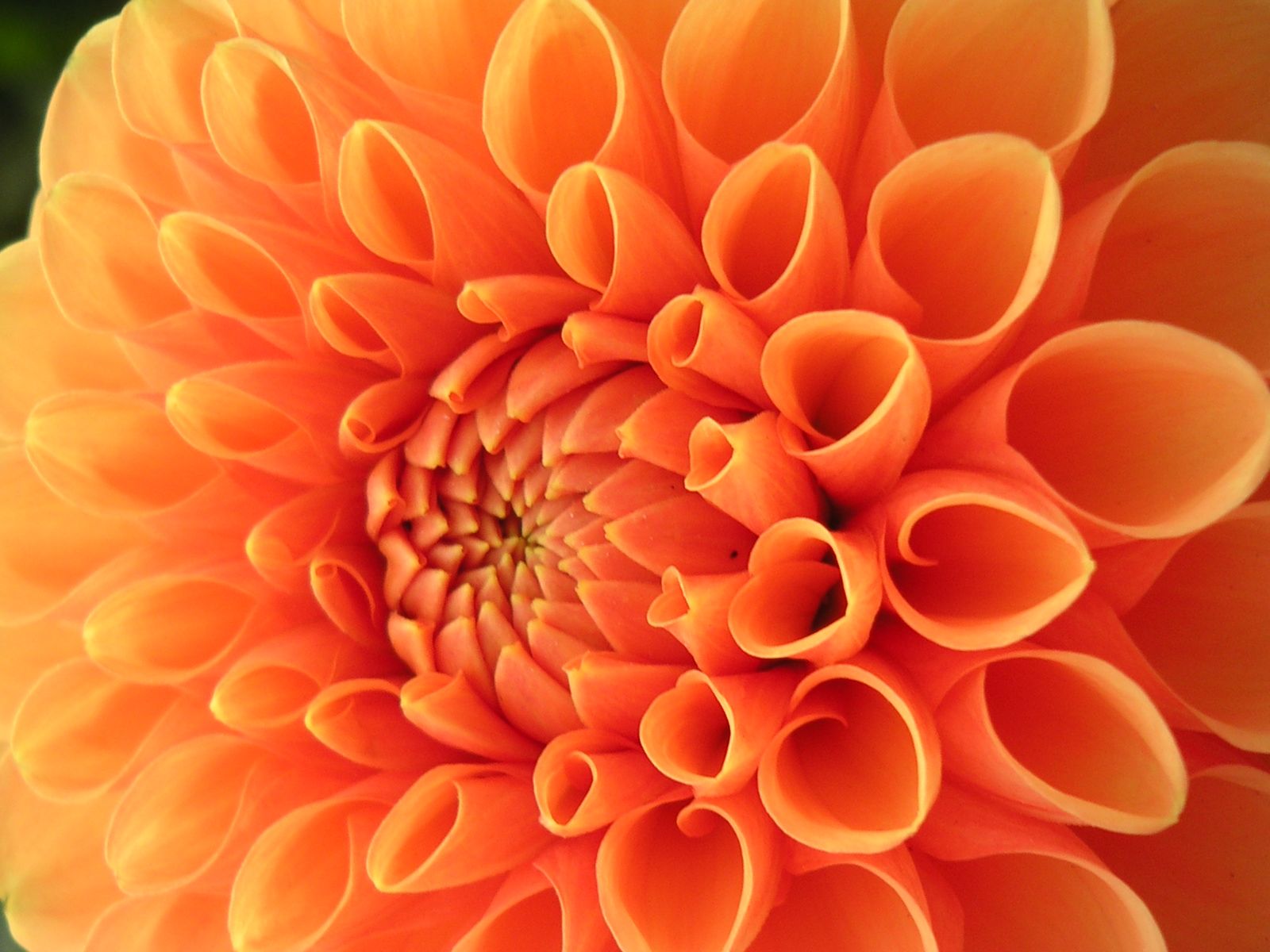 best autumn flowers for