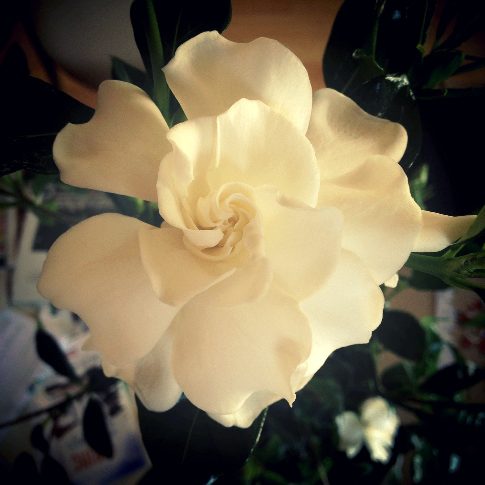 Gardenia Flower Facts Pressflower Press