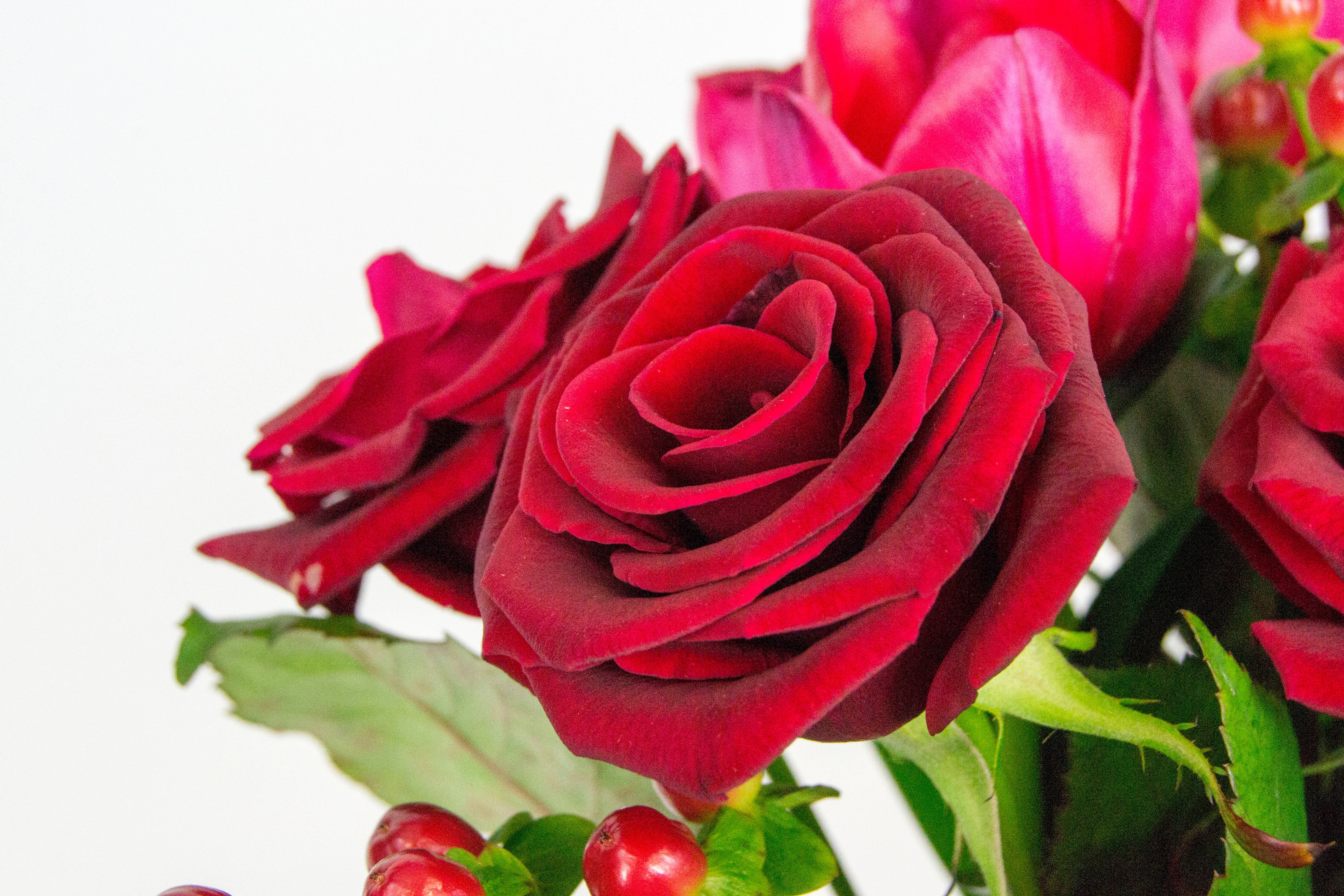 How To Make Roses Open After Being Cut - Flower ...