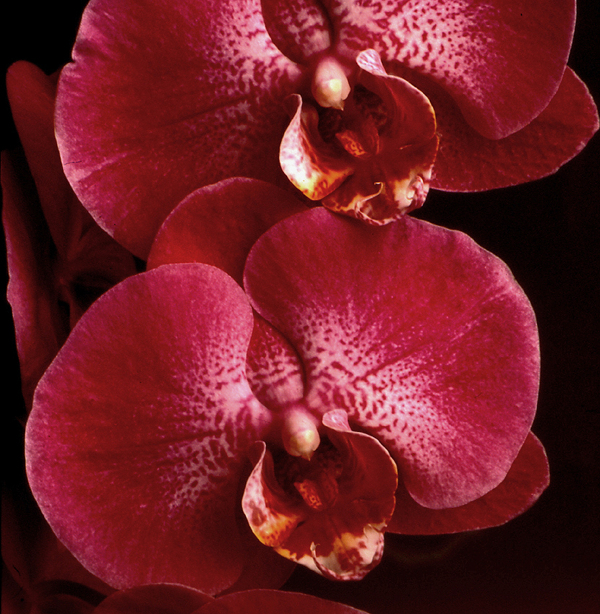 Valentine's Day Flowers