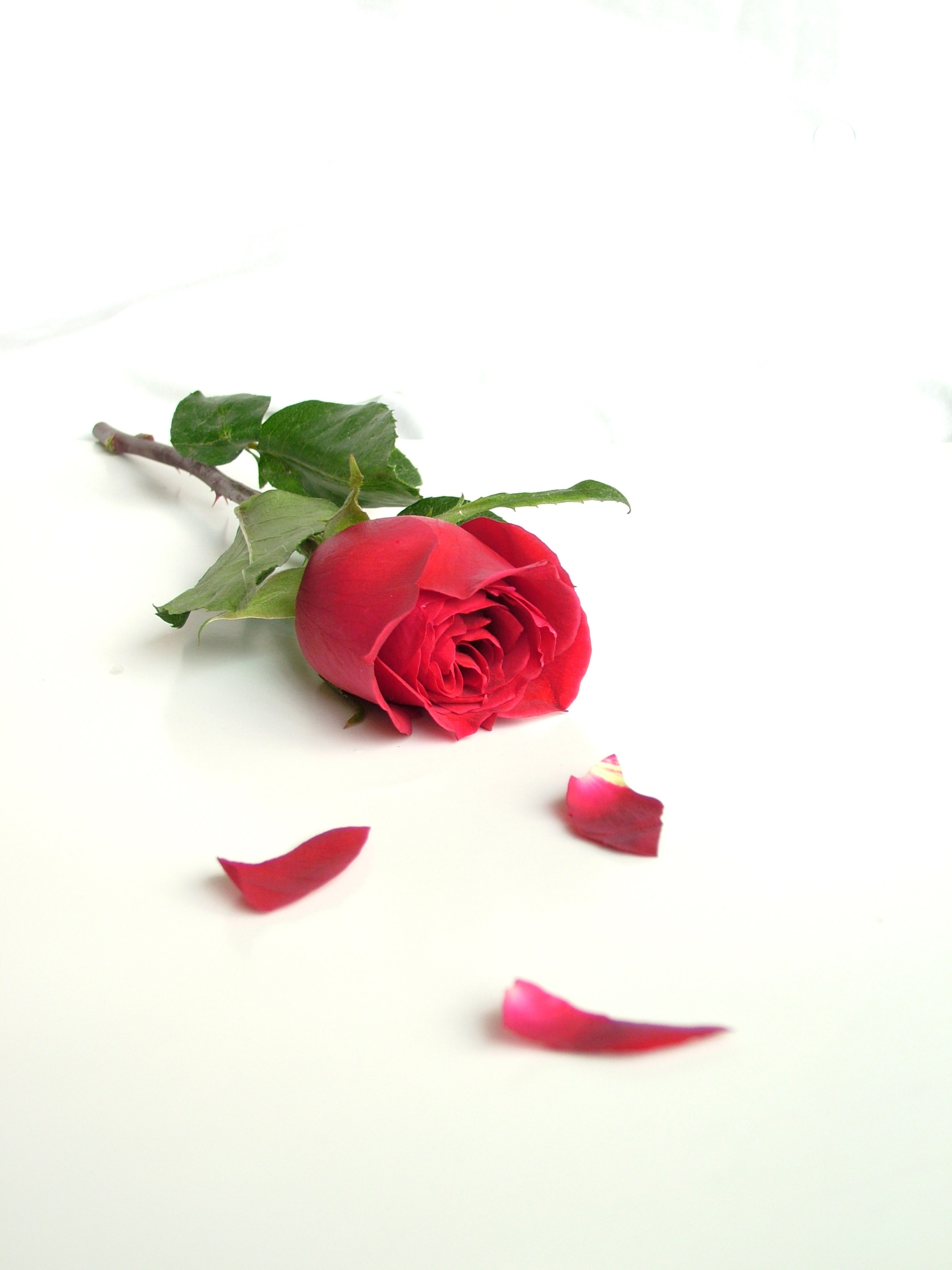 What does the roses look like What does the roses look like
