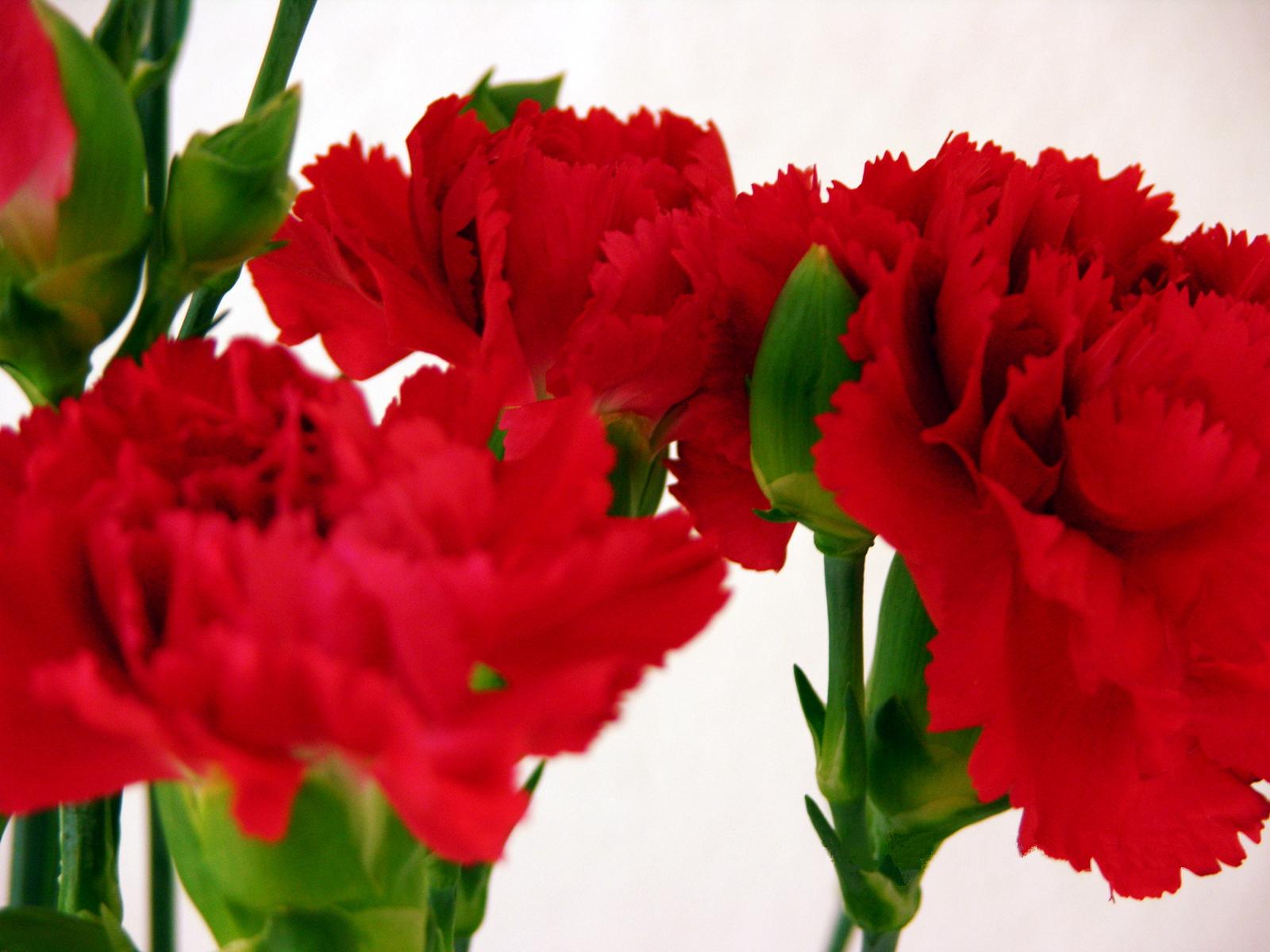 how to send flowers for valentines day reasons to send flowers for s day flower how to send flowers for valentines day reasons to send flowers for s day flower