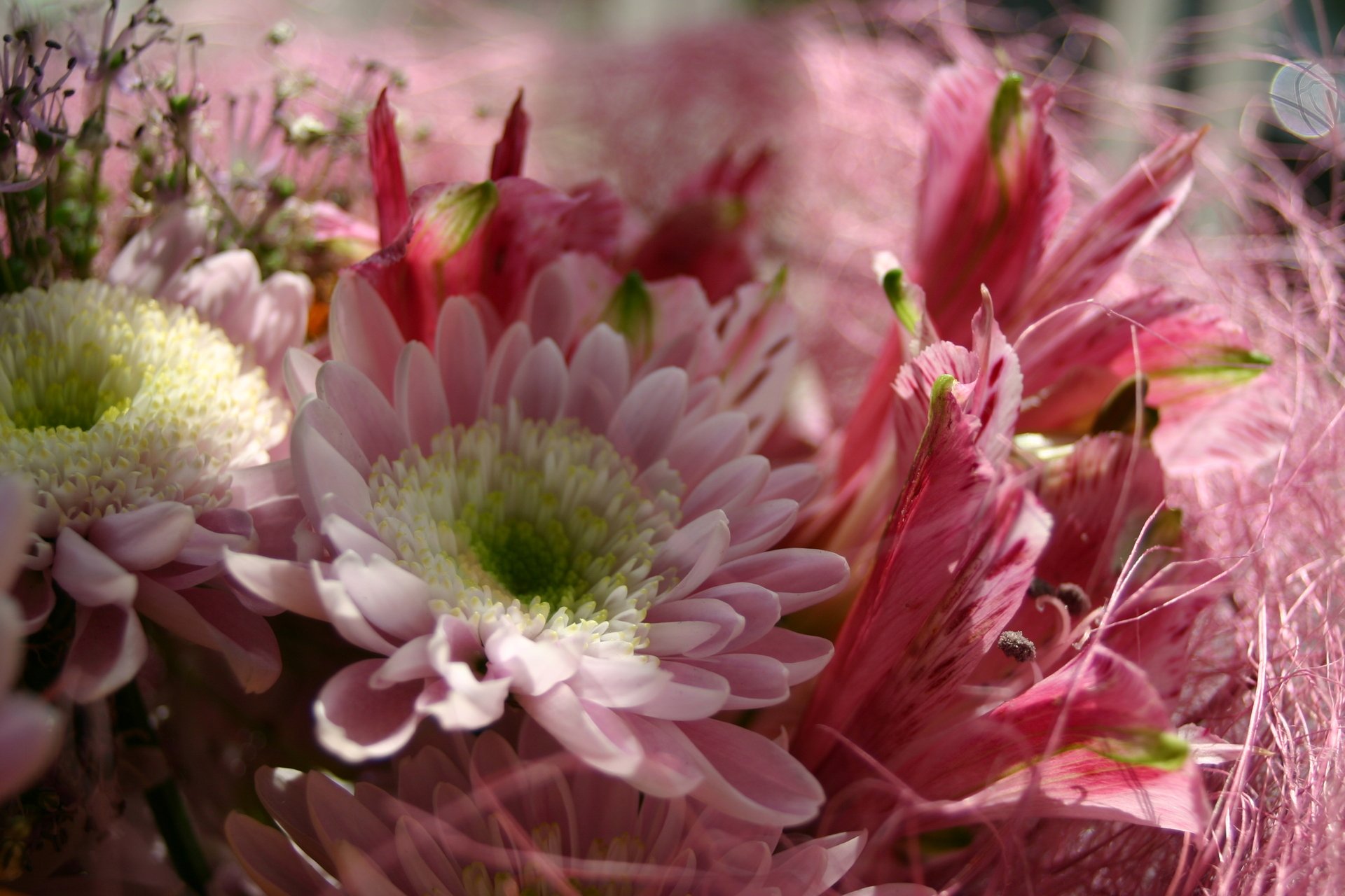 flower for s day s day flower meanings flower pressflower press flower for s day s day flower meanings flower pressflower press