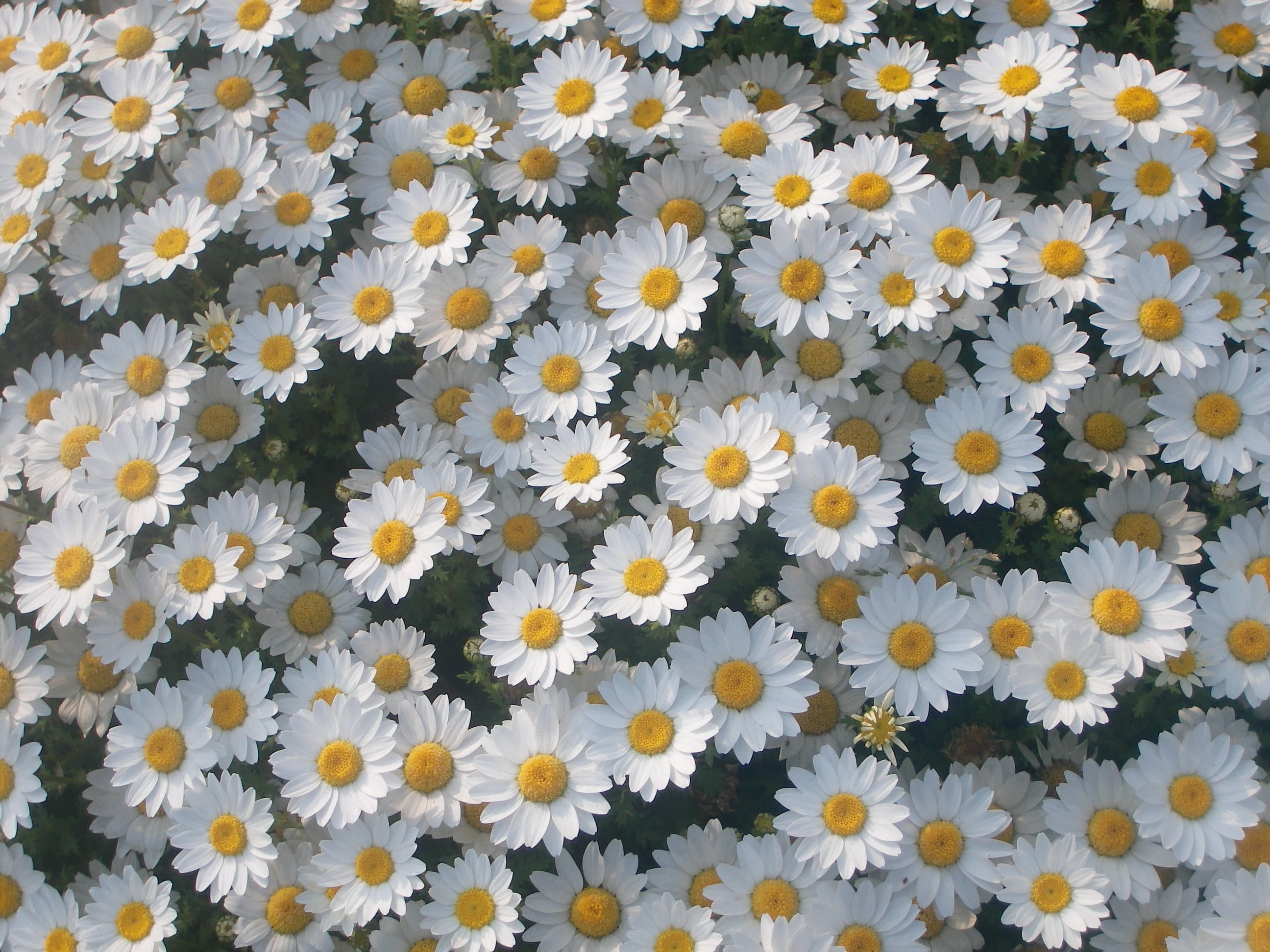 flowers 1375015