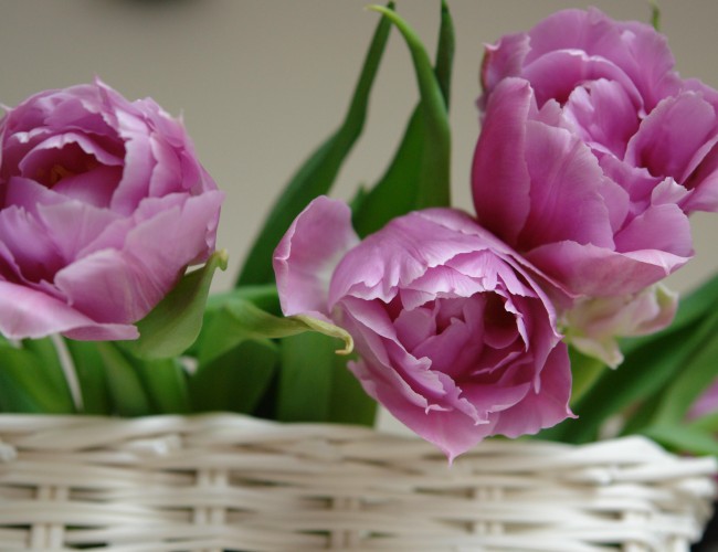 welcome spring with fresh flowers flower pressflower press welcome spring with fresh flowers flower pressflower press