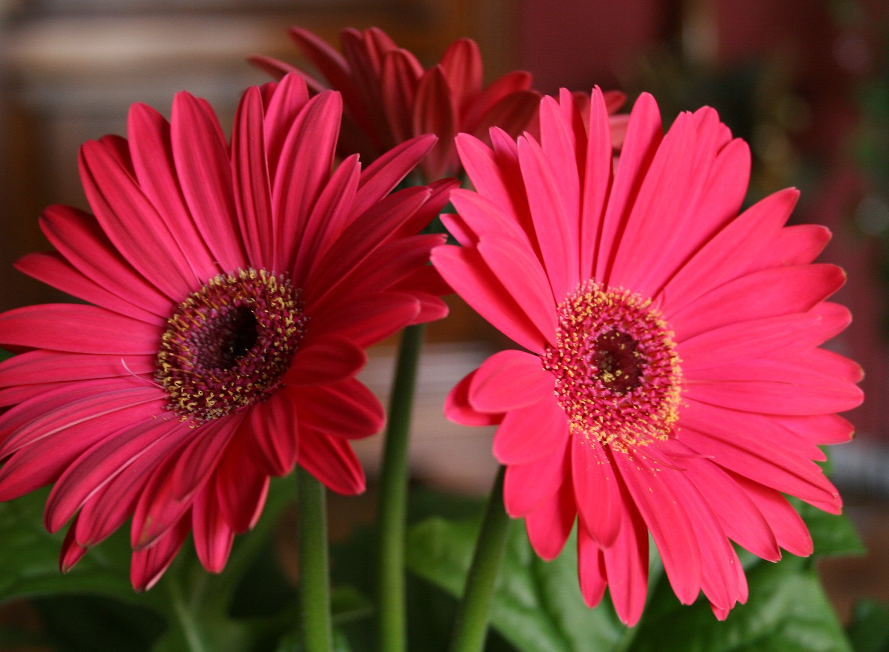 How to make cut gerbera daisies last longer Flower Press How to make cut gerbera daisies last longer Flower Press