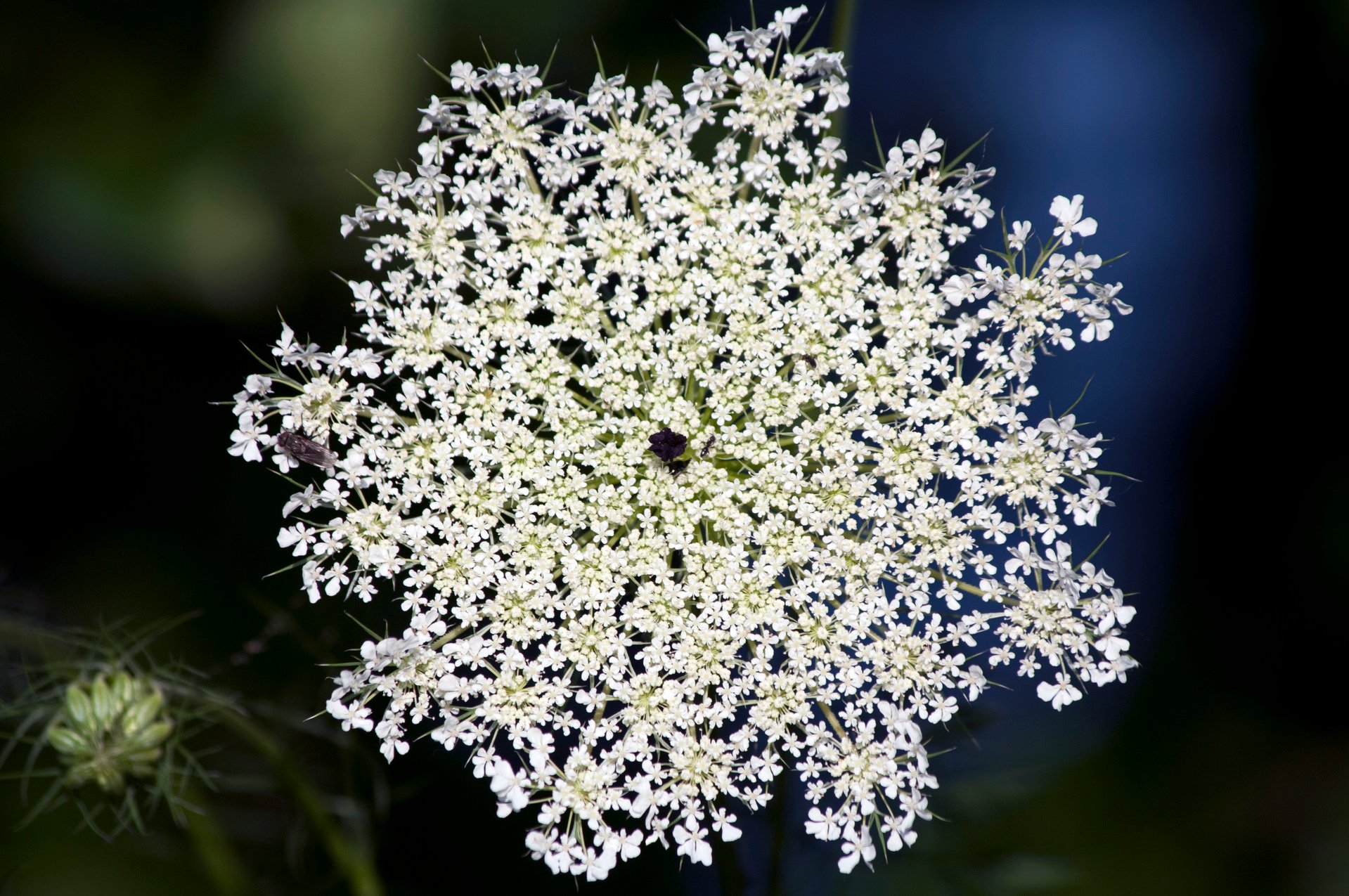 Perfect filler flowers for your arrangement