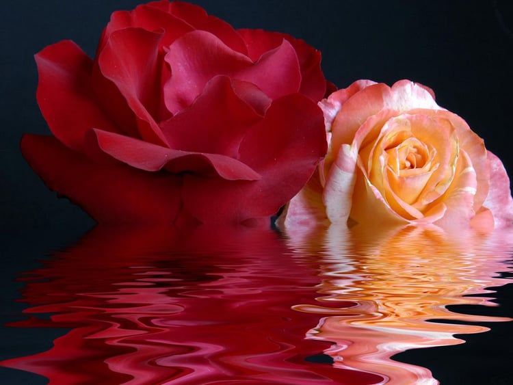 Different rose colours