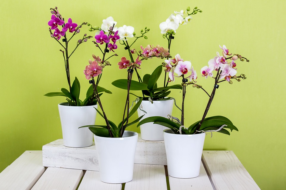 Plants to purify the air in your home Flower Press