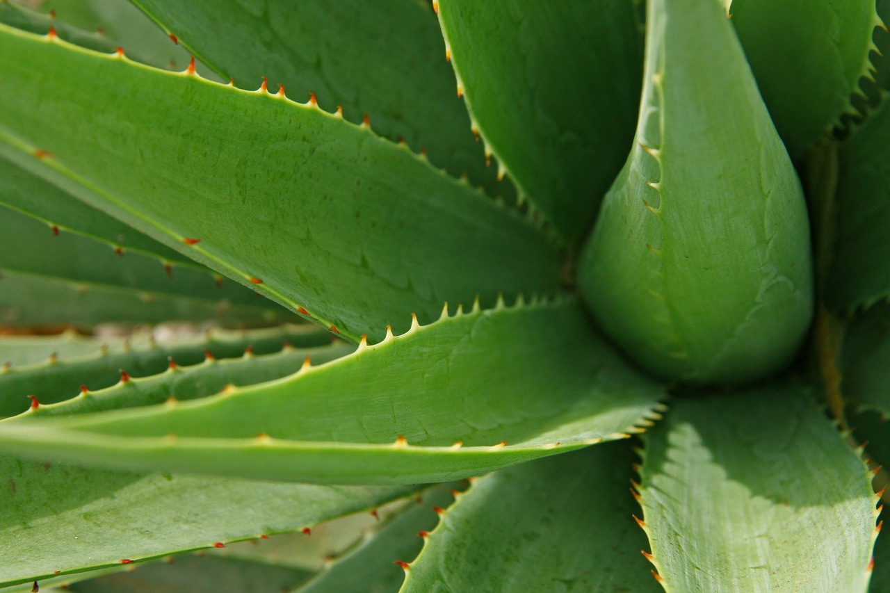 How to care for your aloe plant Flower Press
