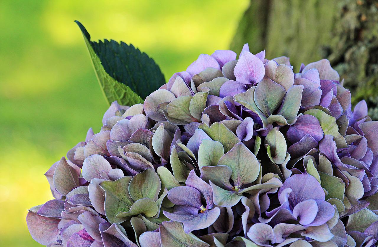 Potted hydrangea plant care advice Flower Press