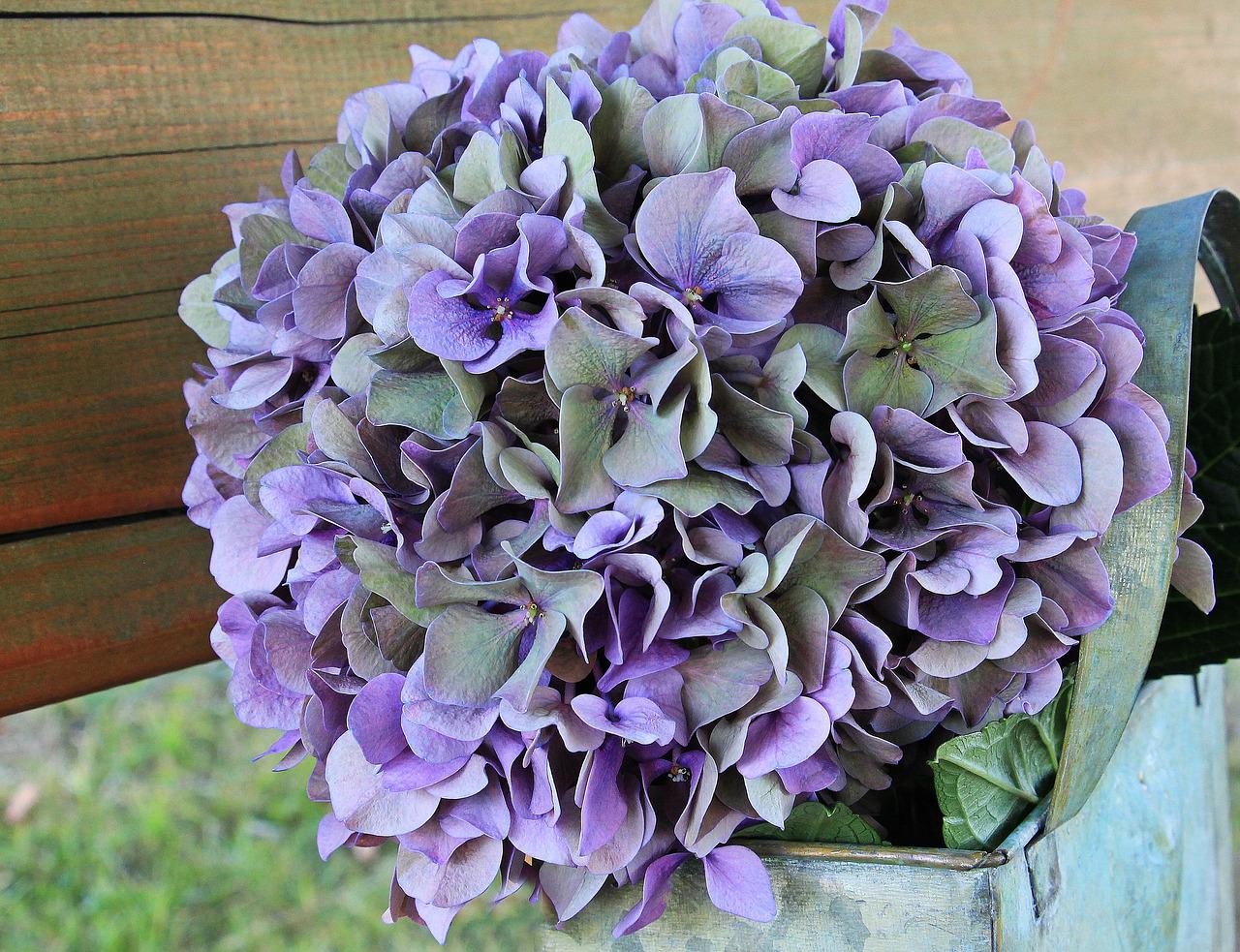 Hydrangea flower care in autumn Flower Press