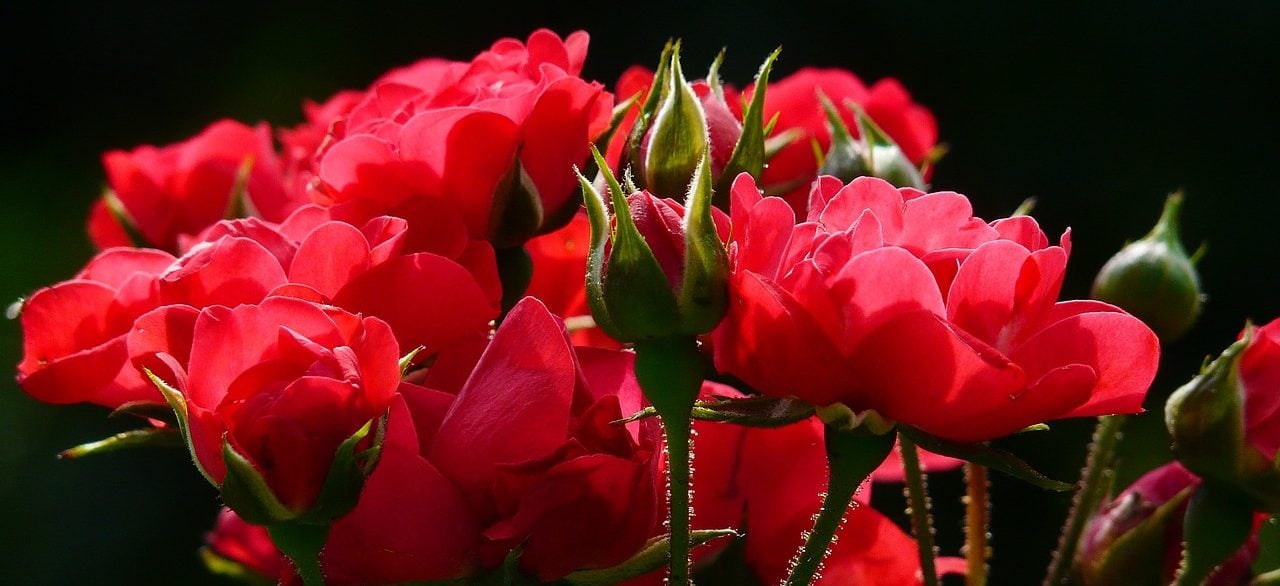 fresh rose