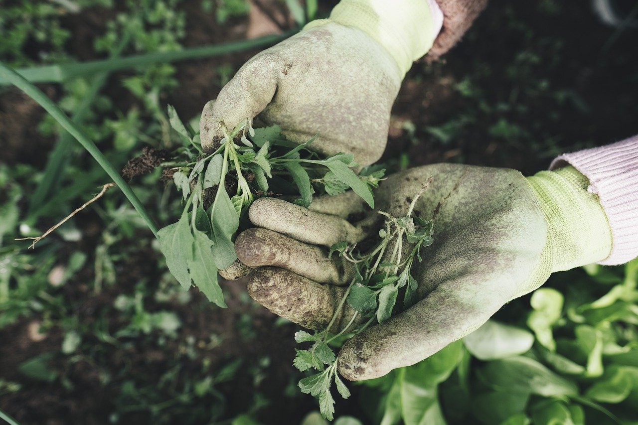 Spring gardening