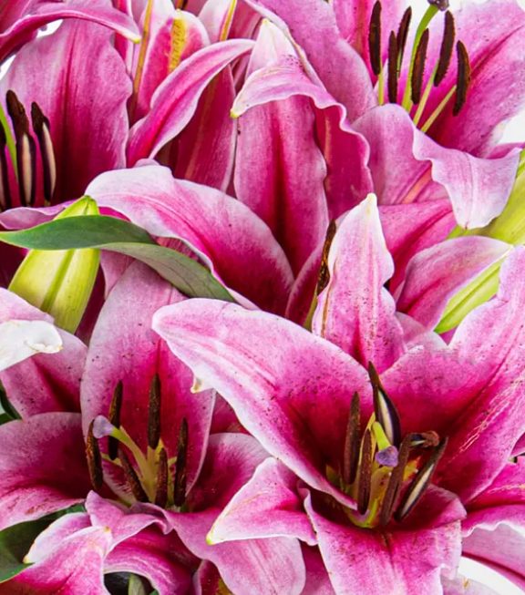 A Guide to Caring for Stargazer Lilies Flower Press