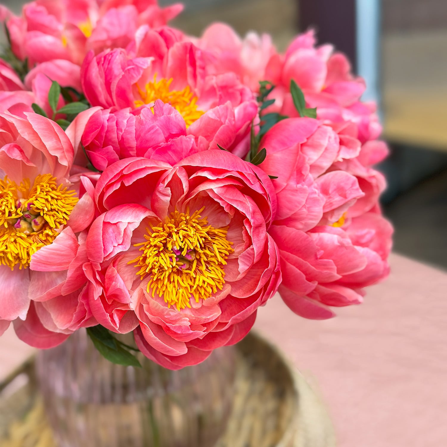 Exploring Peonies: A Flower with Beauty and Meaning