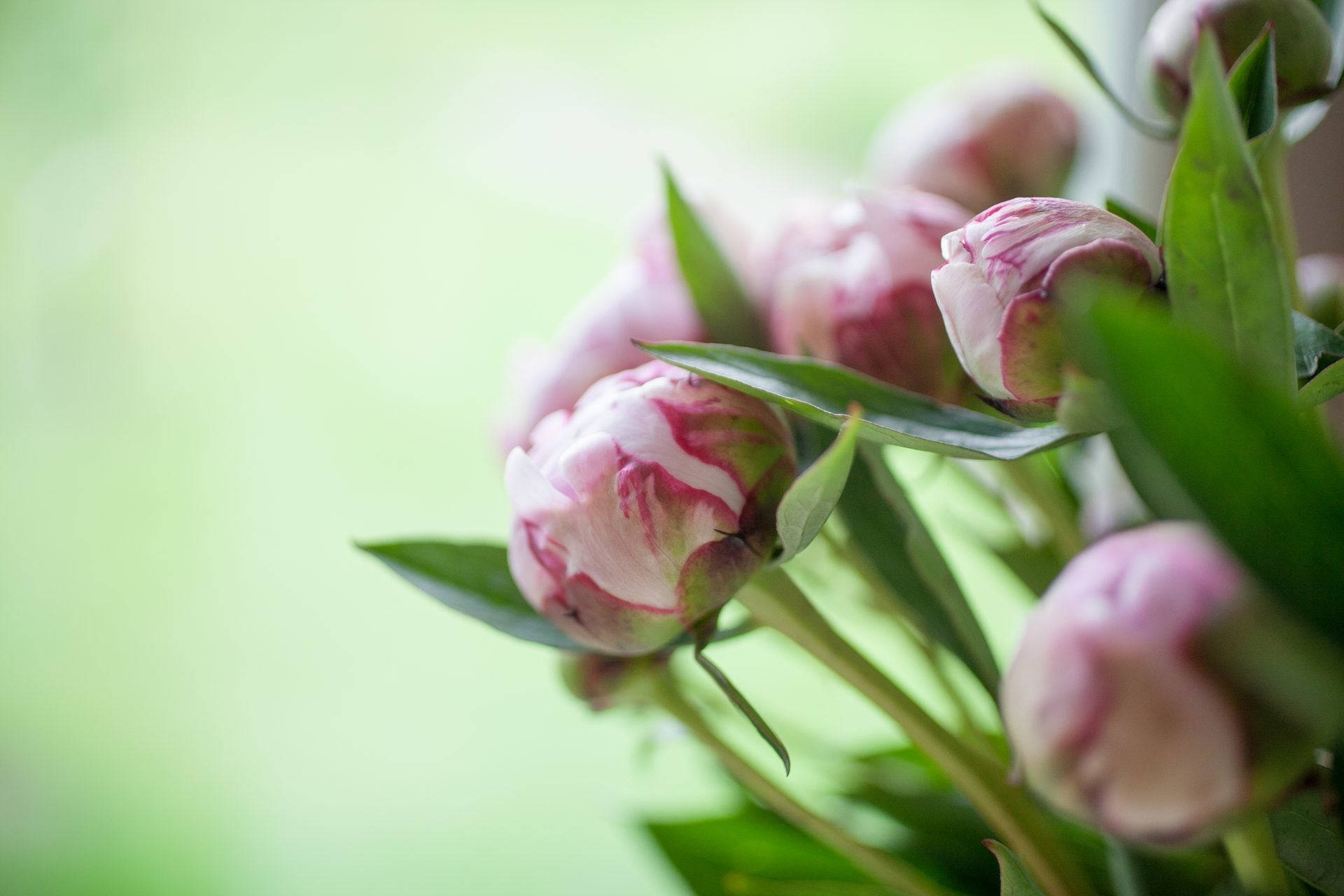 Supporting Peonies from Bud to Bloom