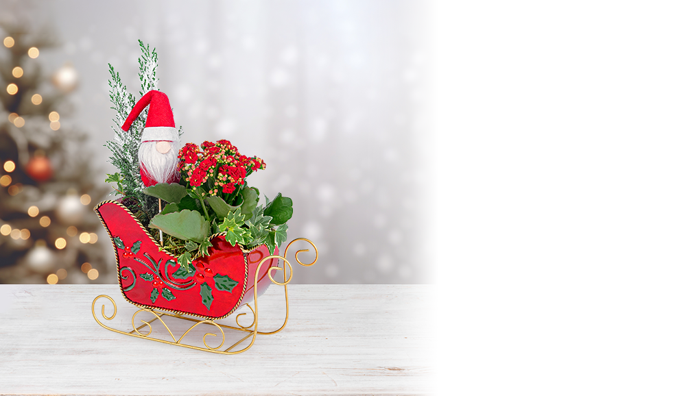 Stunning Christmas Plants | Prestige Flowers | UK Delivery