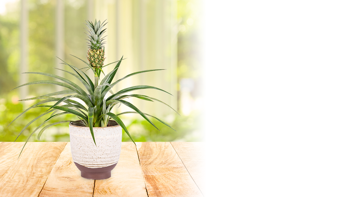 Plants Potted Plants At Prestige Flowers FREE Chocs