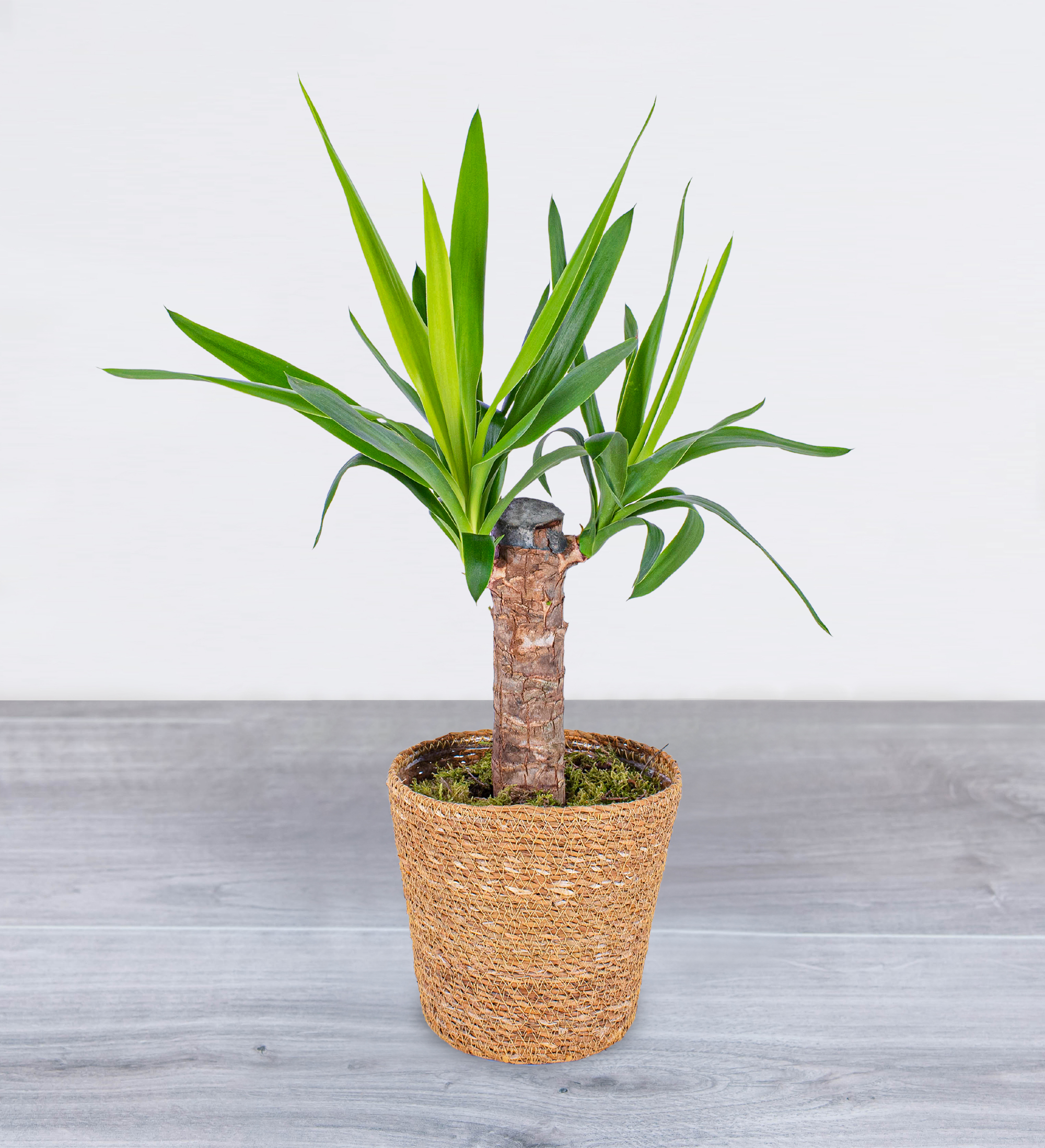 yucca-plant-prestige-flowers