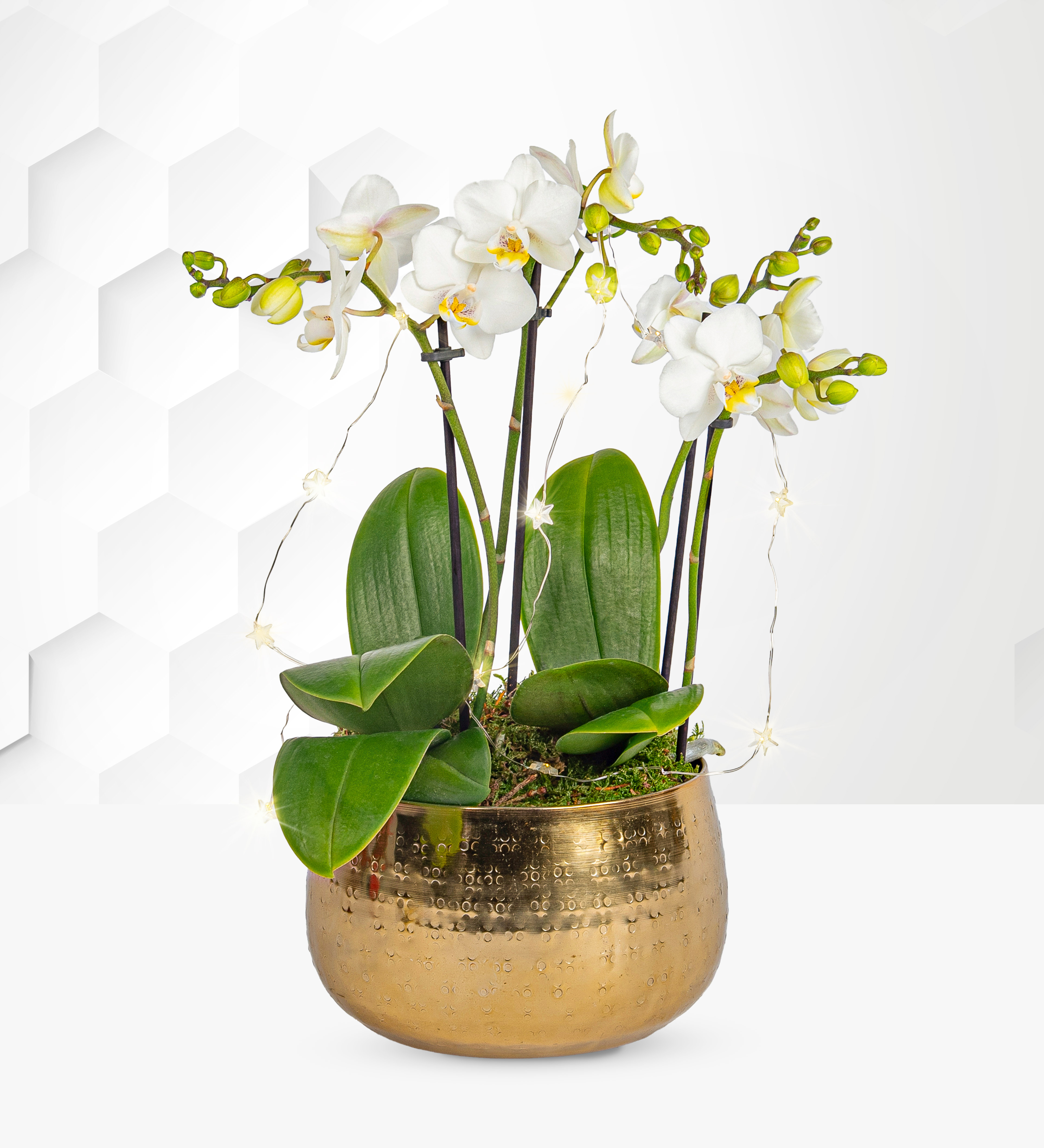 Luxury Golden Orchid | Prestige Flowers