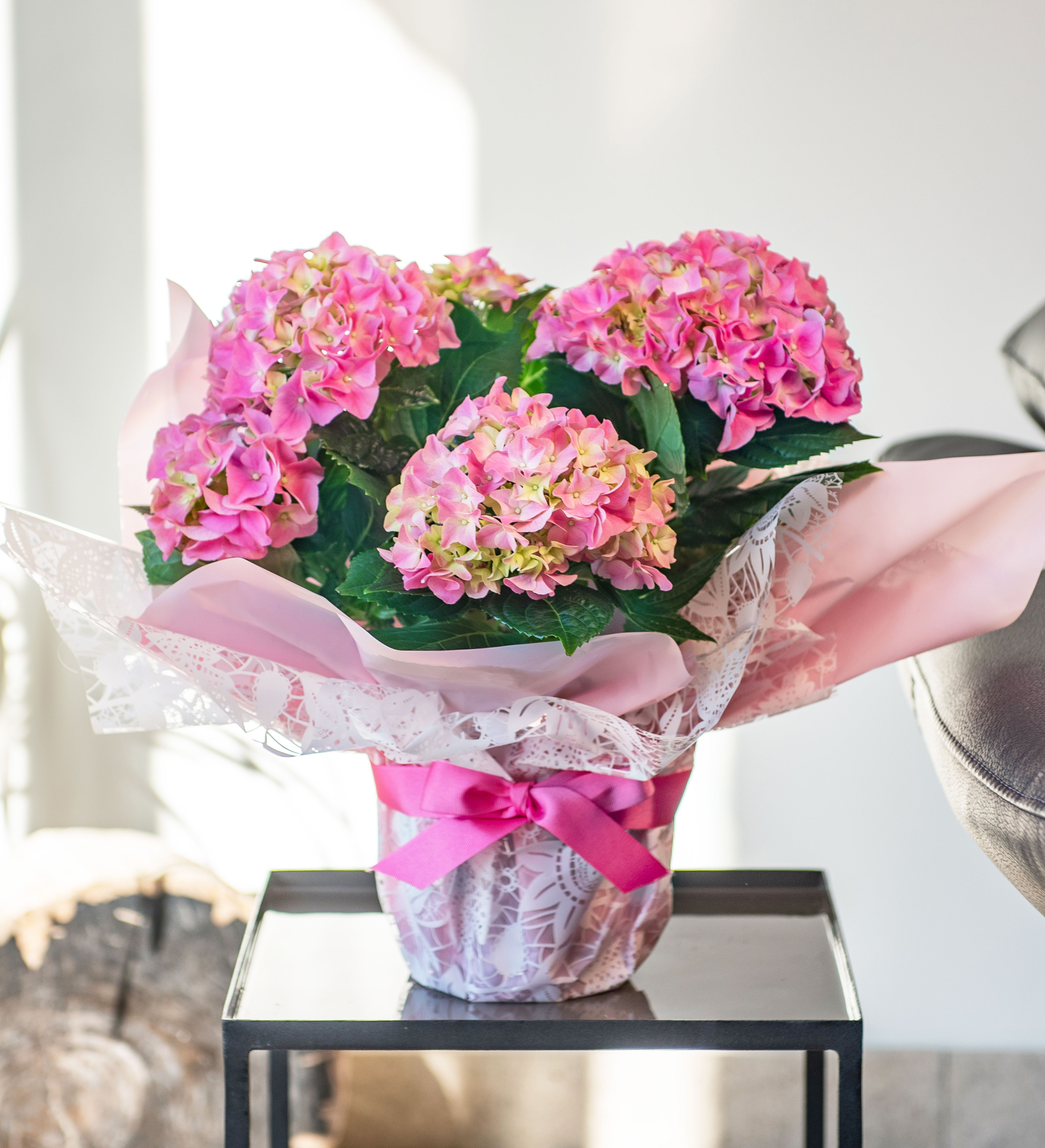 Spring Hydrangea Prestige Flowers