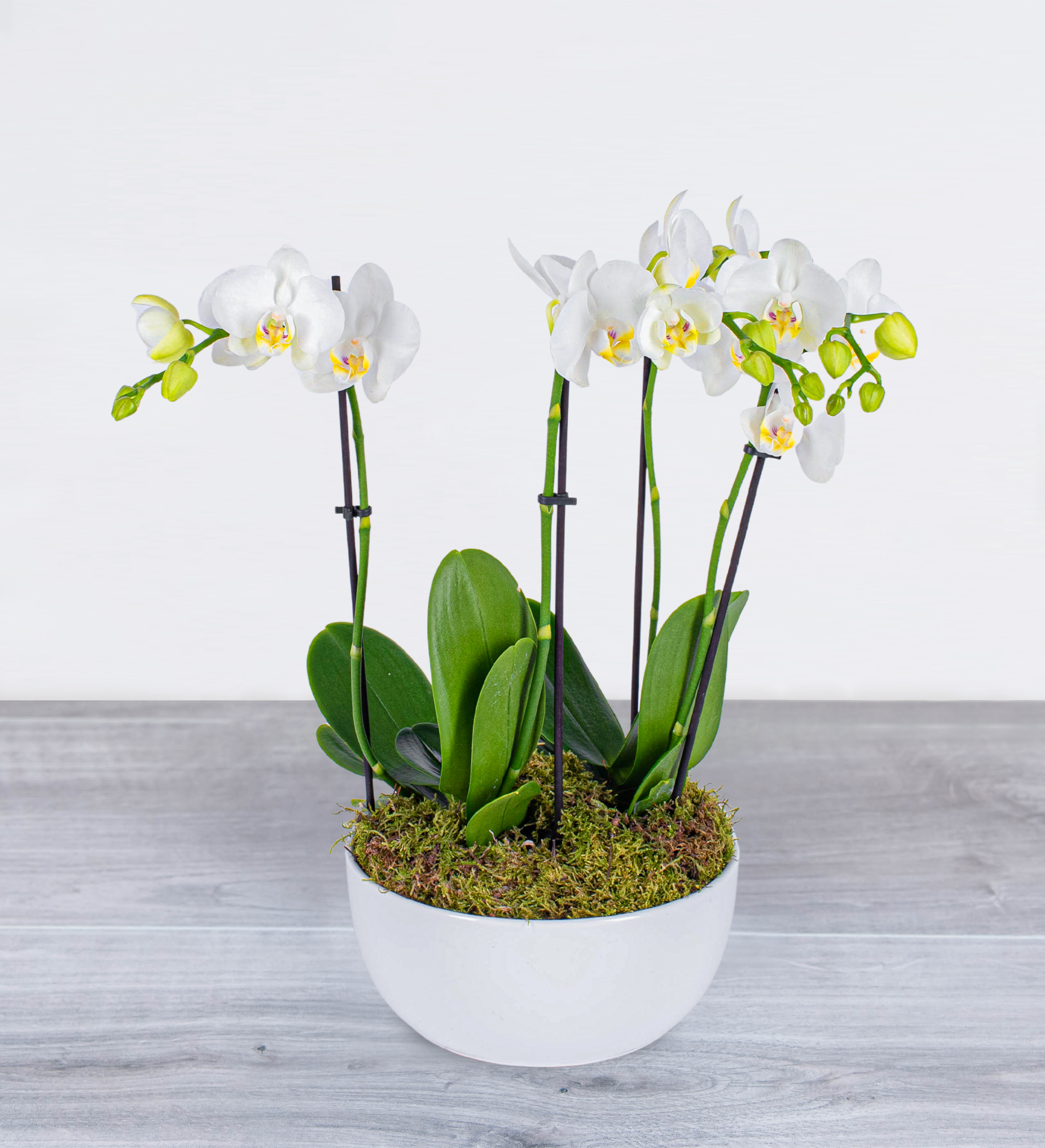 luxury-orchid-prestige-flowers