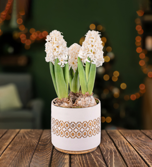 White Christmas Hyacinths Prestige Flowers