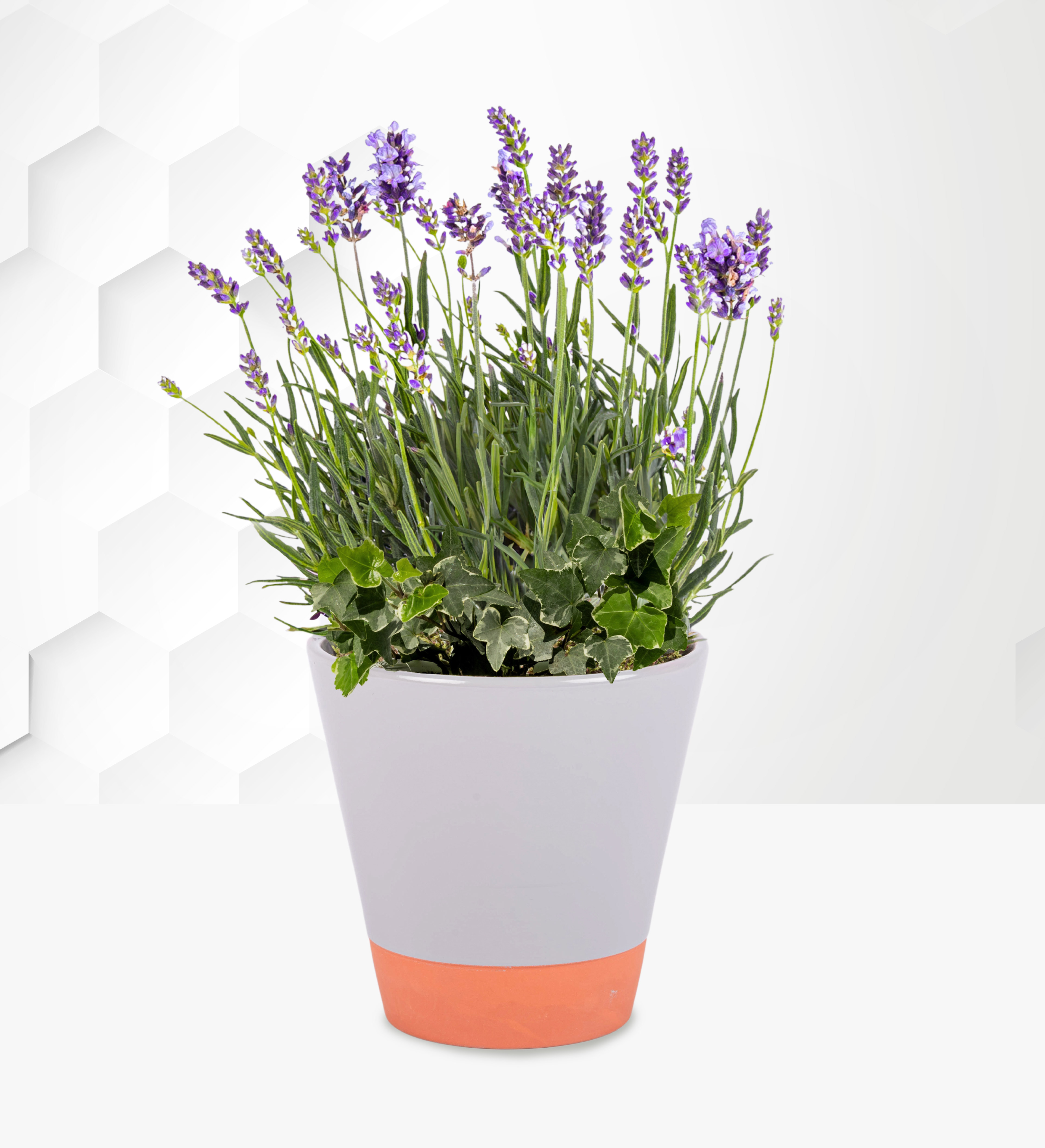 Lavender Planter Prestige Flowers