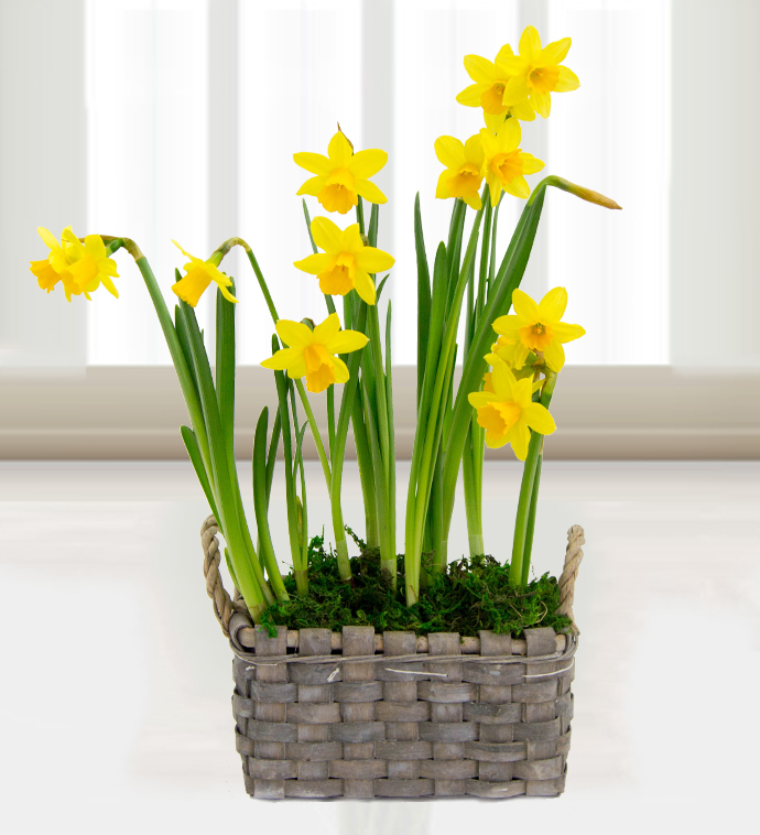 Spring Daffodil Basket Prestige Flowers