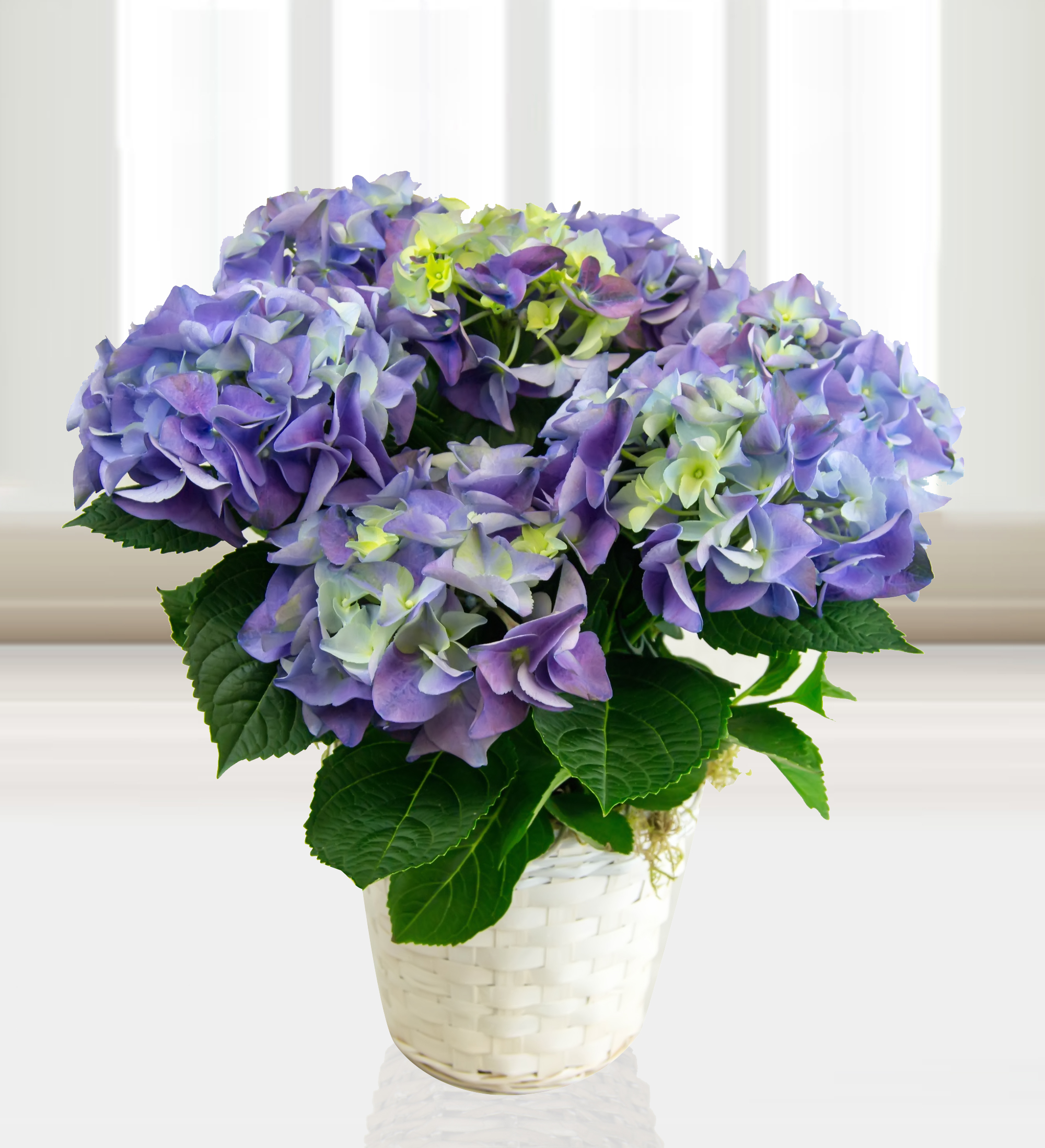 Hydrangea basket Prestige Flowers