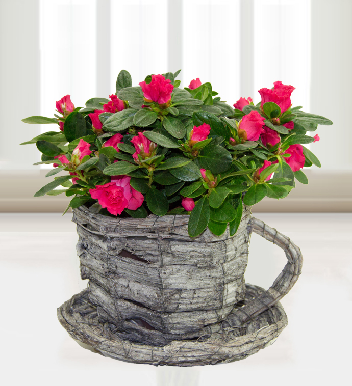 Azaleas | Prestige Flowers