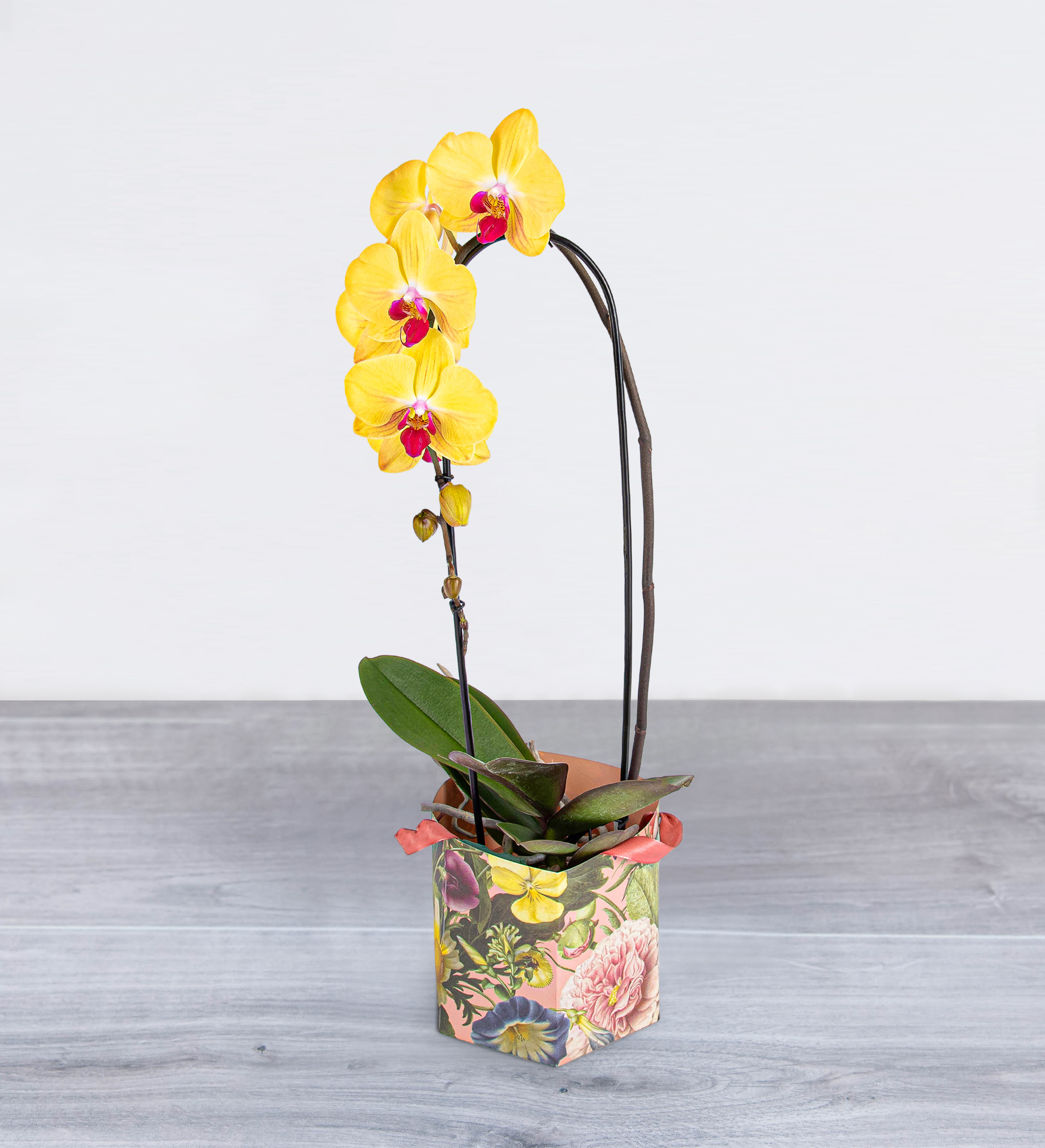 Sunshine Summer Orchid | Prestige Flowers
