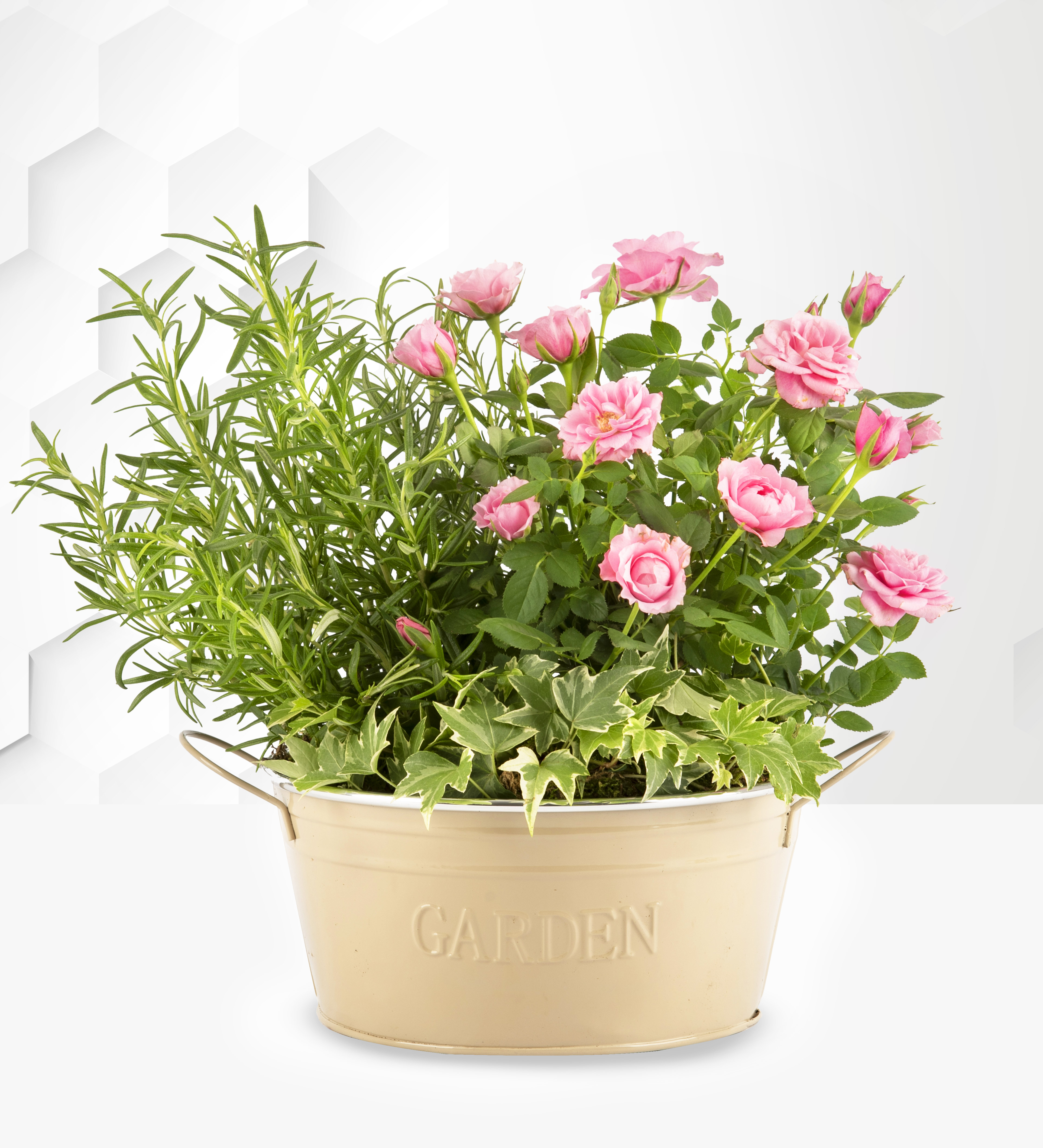 Plants | Next Day Plant Delivery | Prestige Flowers