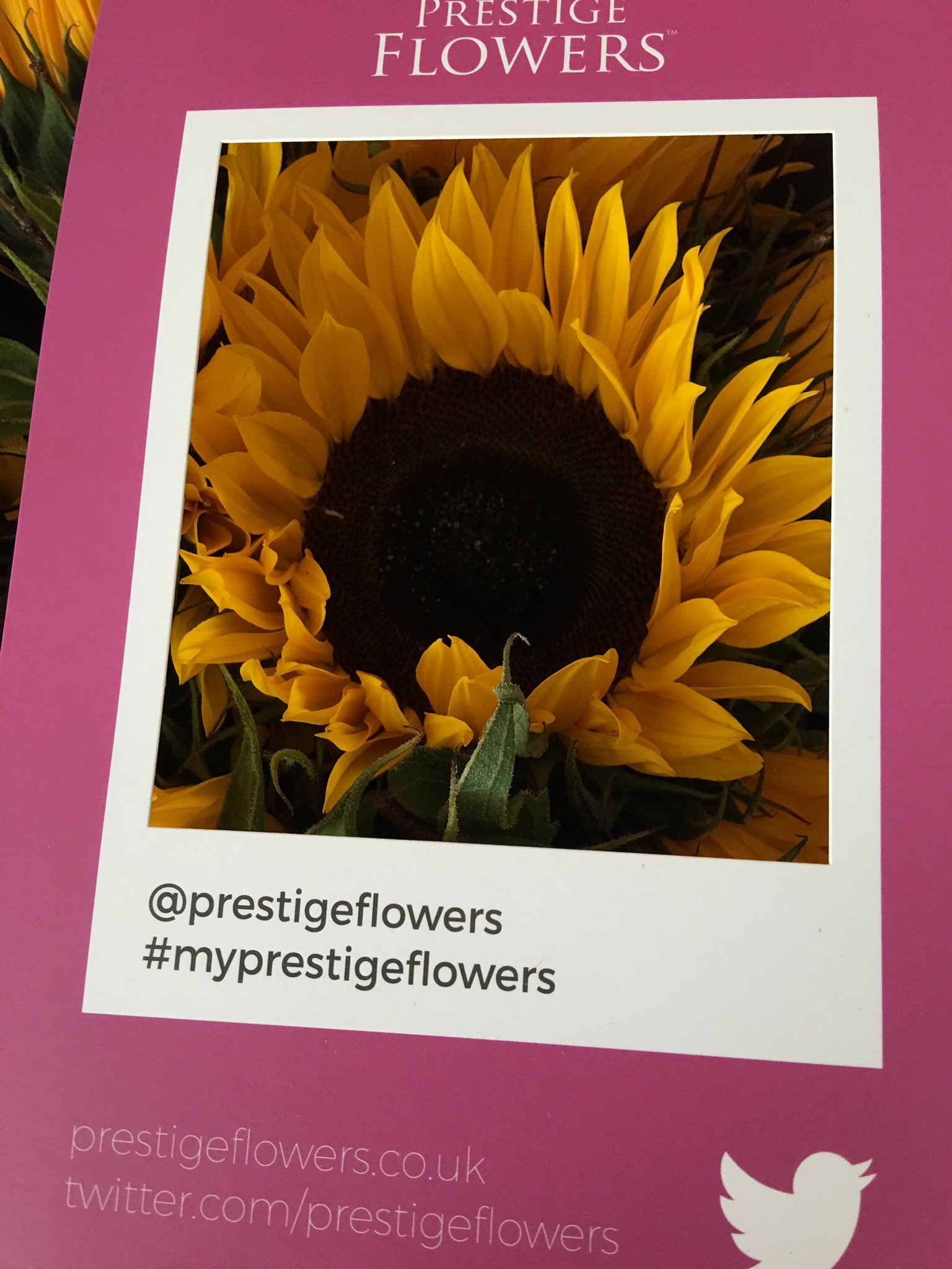 My Prestige Flowers Campaign Prestige Flowers